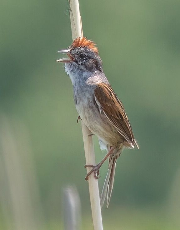 Swamp sparrow singing in the Montezuma National Wildlife Refuge by Rhododendrites is licensed under CC BY-SA 4.0